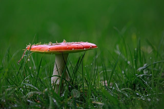 Free download toadstool lucky guy mushroom nature free picture to be edited with GIMP free online image editor