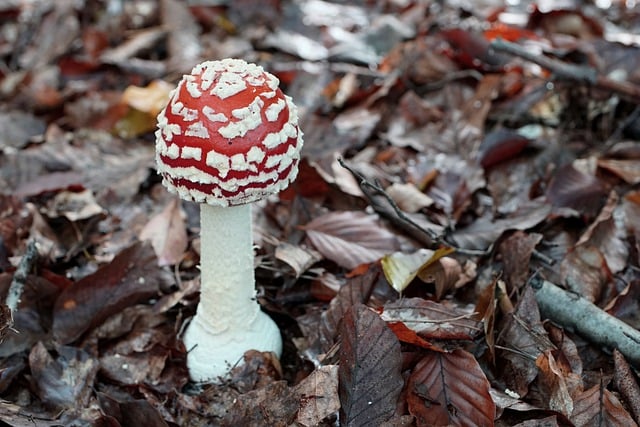 Free download toadstool mushroom autumn leaves free picture to be edited with GIMP free online image editor