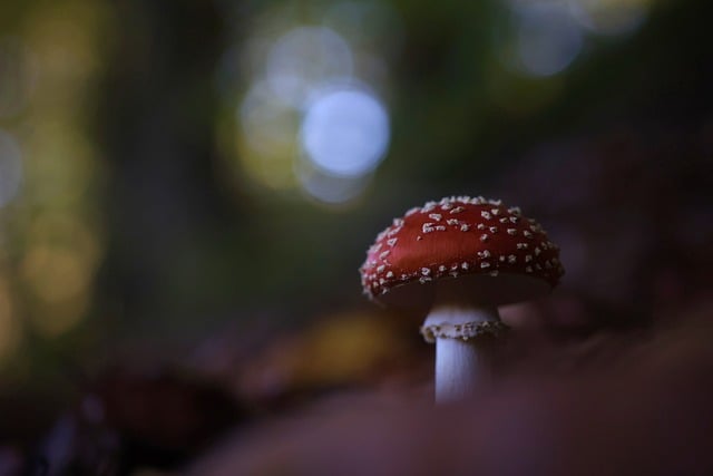 Free download toadstool mushroom fall forest free picture to be edited with GIMP free online image editor