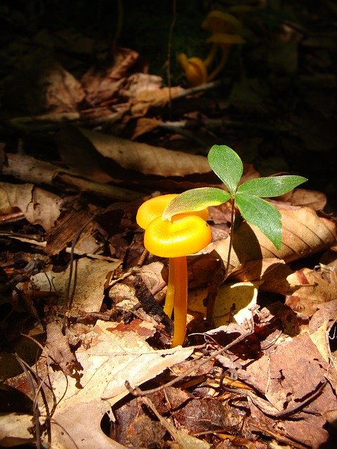 Free download Toadstool Mushroom Forest -  free photo or picture to be edited with GIMP online image editor