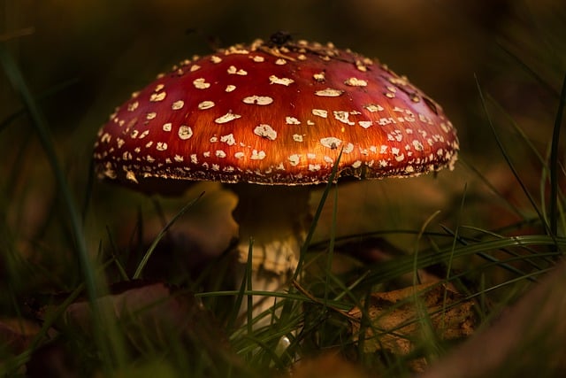 Free download toadstool mushroom forest nature free picture to be edited with GIMP free online image editor