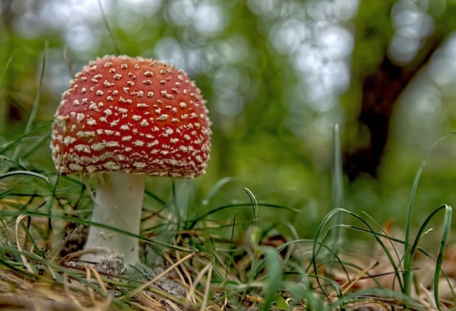 Free download toadstool mushroom fungus mycology free picture to be edited with GIMP free online image editor