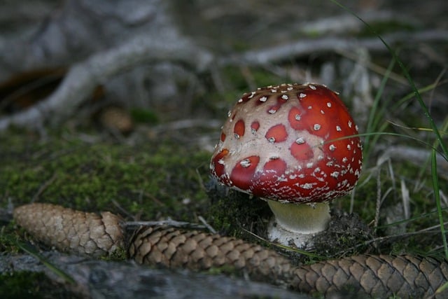 免费下载伞菌蘑菇松果免费图片，使用 GIMP 免费在线图像编辑器进行编辑