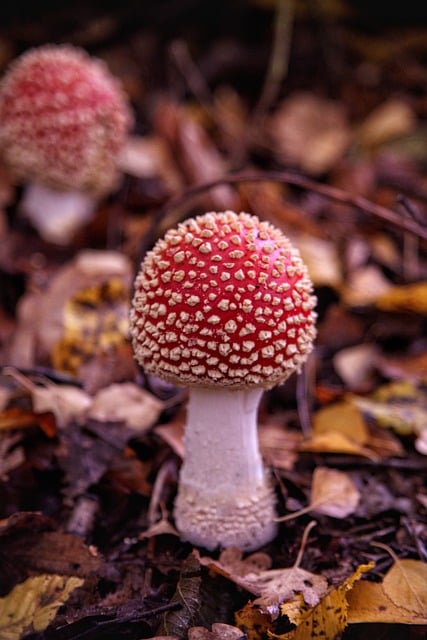 Free download toadstool poisonous mushroom fall free picture to be edited with GIMP free online image editor