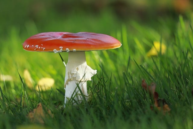 Free download toadstool poisonous red close up free picture to be edited with GIMP free online image editor