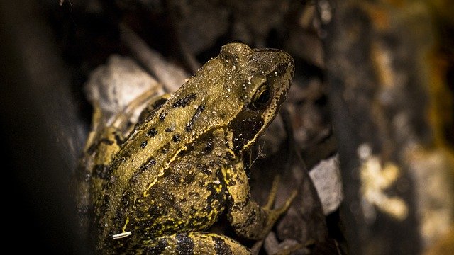 Unduh gratis Toad Wildlife Frog - foto atau gambar gratis untuk diedit dengan editor gambar online GIMP