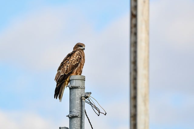 Free download tobi bird animal bird of prey free picture to be edited with GIMP free online image editor