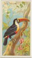 Free download Toco Toucan, from the Birds of the Tropics series (N5) for Allen & Ginter Cigarettes Brands free photo or picture to be edited with GIMP online image editor