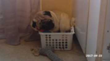 Free download Toddys huge bed free photo or picture to be edited with GIMP online image editor