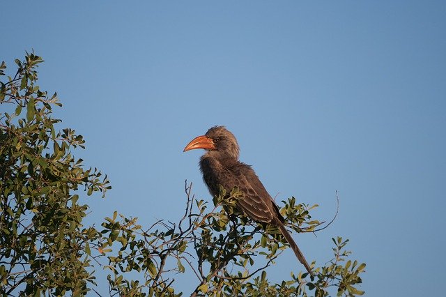 Download gratuito di Toko Bird Botswana: foto o immagine gratuita da modificare con l'editor di immagini online GIMP