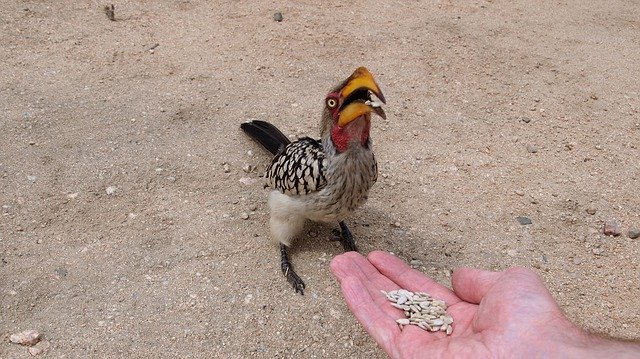 Free download Toko Yellow-Billed Hornbill -  free photo or picture to be edited with GIMP online image editor