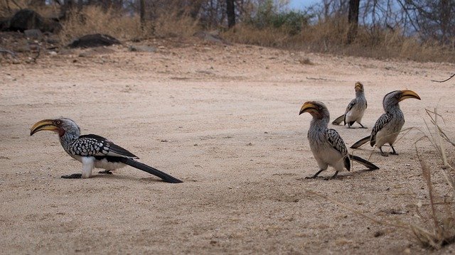 ดาวน์โหลดฟรี Toko Yellow-Billed Hornbill Africa - ภาพถ่ายหรือรูปภาพฟรีที่จะแก้ไขด้วยโปรแกรมแก้ไขรูปภาพออนไลน์ GIMP