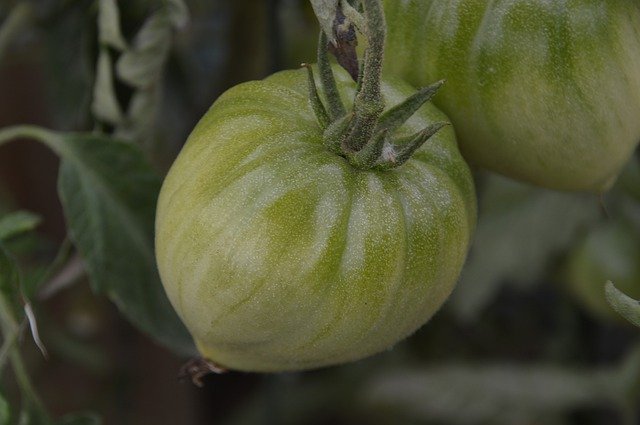 Безкоштовно завантажити Овочі з помідорами з яловичим серцем - безкоштовне фото або зображення для редагування за допомогою онлайн-редактора зображень GIMP