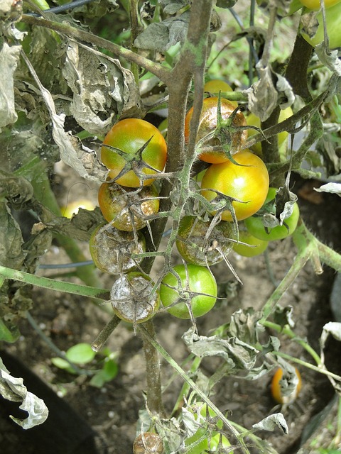 Free download tomato blight disease garden free picture to be edited with GIMP free online image editor