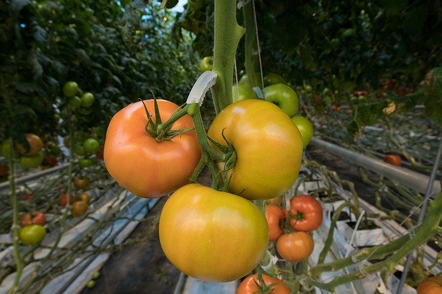 Descarga gratuita Tomatoes Fresh Food: foto o imagen gratuita para editar con el editor de imágenes en línea GIMP