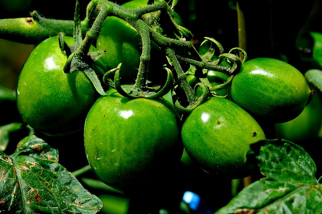 Free download tomatoes fresh vegetables organic free picture to be edited with GIMP free online image editor