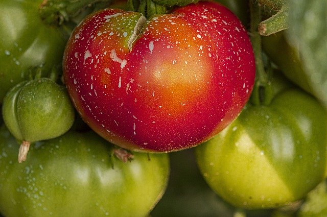 Free download Tomatoes Garden Vegetables -  free photo or picture to be edited with GIMP online image editor