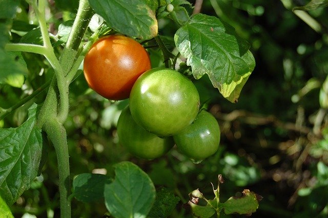 Descarga gratuita Tomatoes Green Orange - foto o imagen gratuita para editar con el editor de imágenes en línea GIMP