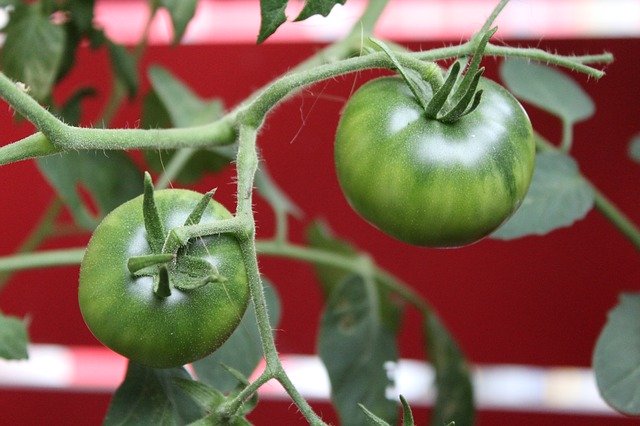 Descărcare gratuită Tomatoes Nature - fotografie sau imagine gratuită pentru a fi editată cu editorul de imagini online GIMP