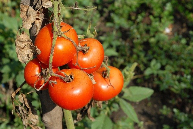 Безкоштовно завантажте Tomatoes Red Garden - безкоштовне фото або зображення для редагування за допомогою онлайн-редактора зображень GIMP