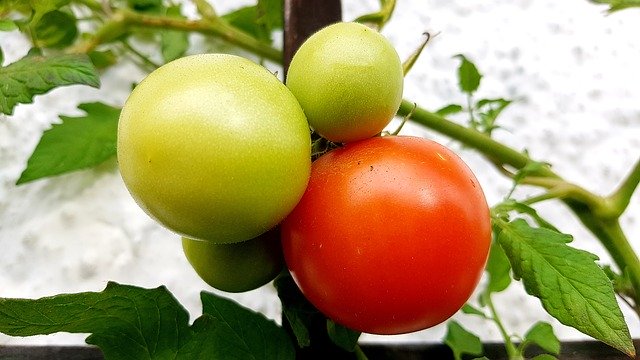 ດາວໂຫຼດຟຣີ Tomatoes Red Ripe - ຮູບພາບຫຼືຮູບພາບທີ່ບໍ່ເສຍຄ່າເພື່ອແກ້ໄຂດ້ວຍຕົວແກ້ໄຂຮູບພາບອອນໄລນ໌ GIMP