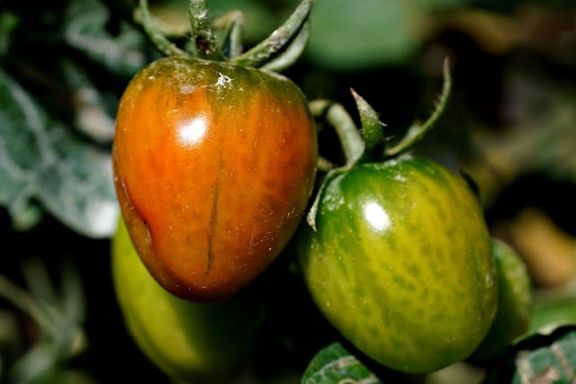Free download tomatoes vegetable plant organic free picture to be edited with GIMP free online image editor
