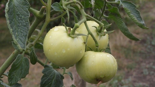 Descărcare gratuită Tomatoes Vegetables Growing - fotografie sau imagini gratuite pentru a fi editate cu editorul de imagini online GIMP