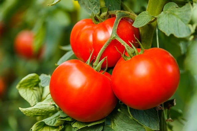 Free download tomatoes vegetables organic cluster free picture to be edited with GIMP free online image editor