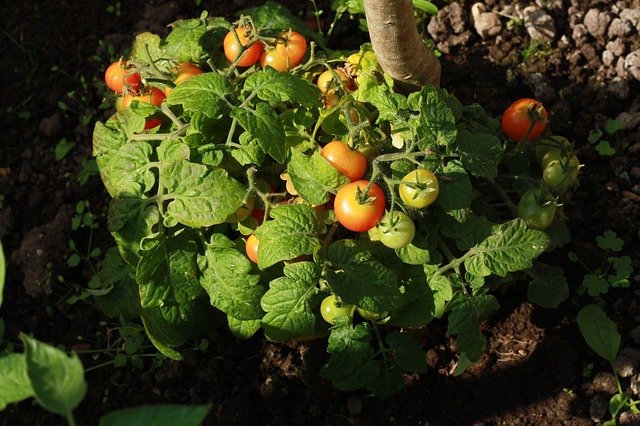 Unduh gratis Tomato Garden Tomatoes - foto atau gambar gratis untuk diedit dengan editor gambar online GIMP
