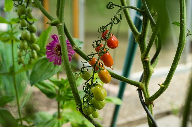 Free download Tomato Garden Vegetables -  free photo or picture to be edited with GIMP online image editor