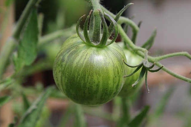 Free download Tomato Green Eat -  free photo or picture to be edited with GIMP online image editor