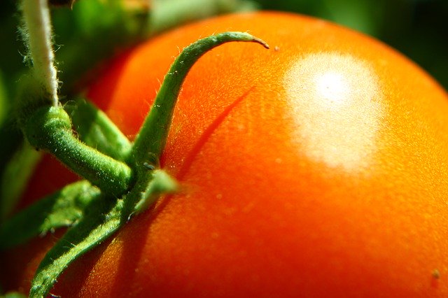 Free picture Tomato Greenhouse Red -  to be edited by GIMP free image editor by OffiDocs