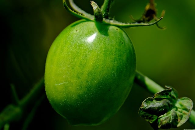Free download tomato green vegetable fresh free picture to be edited with GIMP free online image editor