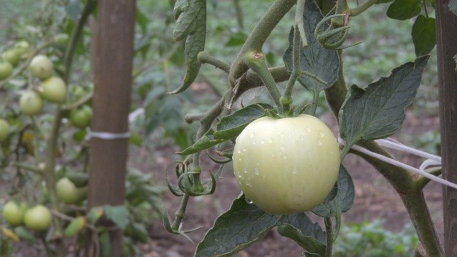 Free download Tomato Growing Vegetables -  free photo or picture to be edited with GIMP online image editor