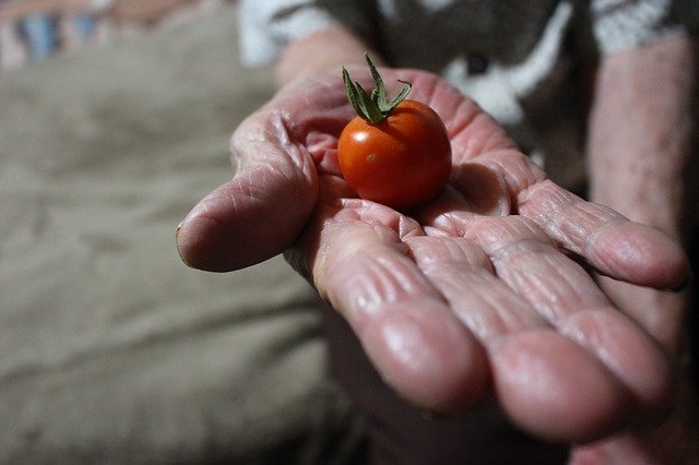 Free download Tomato Hand Grandmother -  free photo or picture to be edited with GIMP online image editor