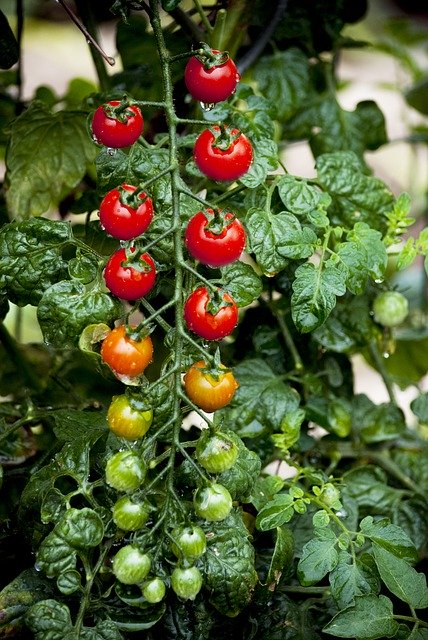 無料ダウンロード Tomato Kerstomaat Cherrytomaat - GIMP オンライン画像エディターで編集できる無料の写真または画像