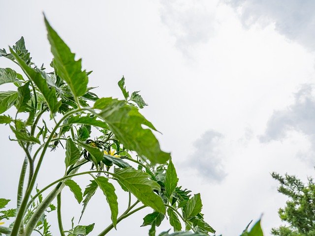 Download gratuito Tomato Plant Bio - foto o immagine gratuita da modificare con l'editor di immagini online di GIMP