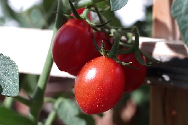 Free download Tomato Plant Red -  free photo or picture to be edited with GIMP online image editor