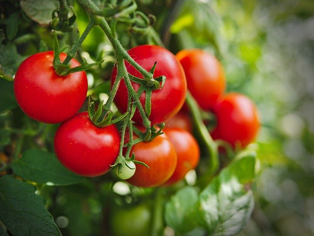 Free download Tomato Plant Vegetables -  free photo or picture to be edited with GIMP online image editor