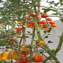 tomato plant wallpaper  screen for extension Chrome web store in OffiDocs Chromium