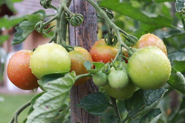 Muat turun percuma Tomato Red Food - foto atau gambar percuma untuk diedit dengan editor imej dalam talian GIMP