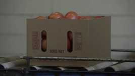 Free download Tomatos Conveyor Belt Packing -  free video to be edited with OpenShot online video editor