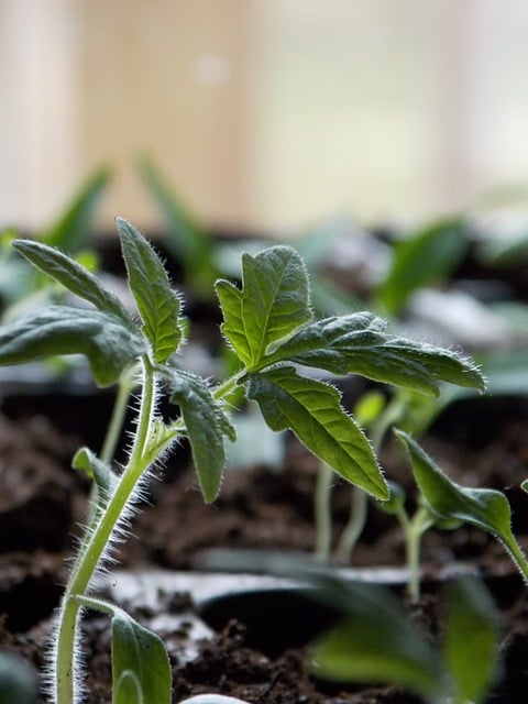 Free download tomato seedling plant greenhouse free picture to be edited with GIMP free online image editor