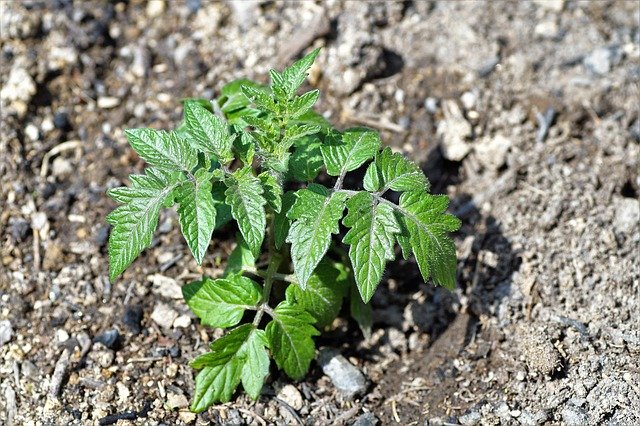Free download Tomato Seedlings Garden -  free photo or picture to be edited with GIMP online image editor