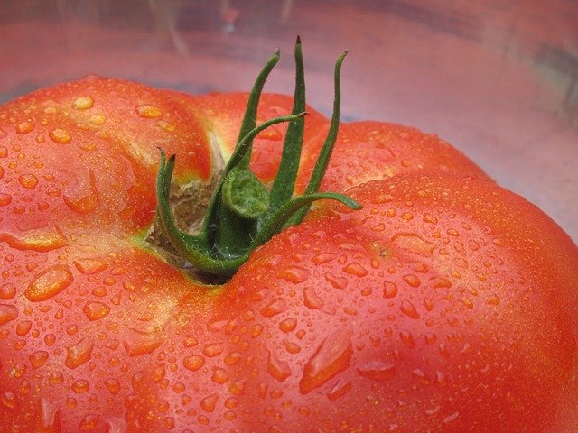 Muat turun percuma Sayuran Tomato Tomato - foto atau gambar percuma untuk diedit dengan editor imej dalam talian GIMP