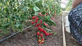 Free download Tomato Vegetables Harvest -  free video to be edited with OpenShot online video editor