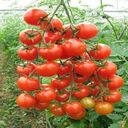 tomato wallpaper  screen for extension Chrome web store in OffiDocs Chromium