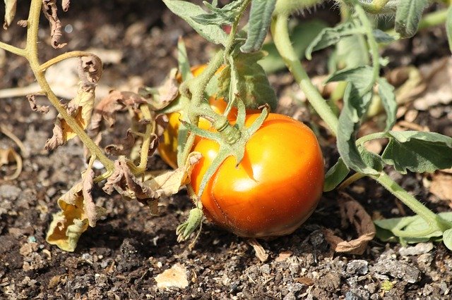 Free download Tomato Why Field -  free photo or picture to be edited with GIMP online image editor