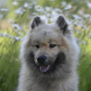 Tongue spotted dog  screen for extension Chrome web store in OffiDocs Chromium