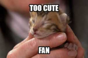 Free download Too Cute Fan free photo or picture to be edited with GIMP online image editor